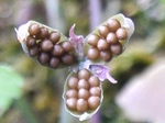 szk080524 012.01.jpg
