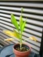 szk080615 011.01.jpg