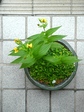 szk080618 008.01.jpg