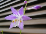 szk080625 003.01.jpg