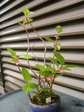 szk080625 008.01.jpg