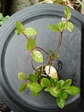 szk080625 014.01.jpg