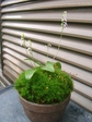 szk080628 001.01.jpg