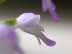 szk080628 005.01.jpg