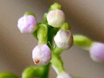 szk080628 006.01.jpg