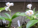 szk080628 014.01.jpg