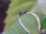 szk080713 004.01.jpg
