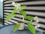 szk080714 002.01.jpg