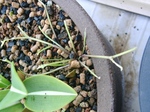 szk080717 007.01.jpg