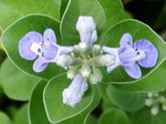 szk080727 007.01.jpg