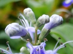 szk080727 011.01.jpg