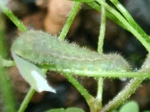 szk080815 006.01.jpg