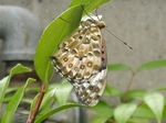 szk080815 012.01.jpg