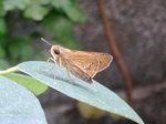 szk080815 015.01.jpg
