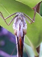 szk080815 016.01.jpg