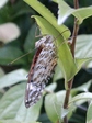 szk080815 017.01.jpg