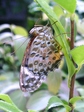 szk080815 018.01.jpg