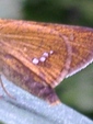 szk080815 020.01.jpg