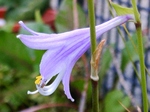 szk080825 001.01.jpg