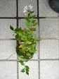 szk080828 008.01.jpg