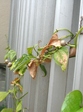 szk080904 004.01.jpg
