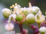 szk080904 006.01.jpg