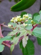 szk080904 008.01.jpg