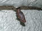 szk080912 002.01.jpg