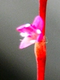 szk080915 005.01.jpg