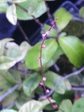 szk080915 011.01.jpg