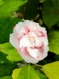 szk080915 012.01.jpg