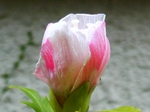 szk080917 002.01.jpg