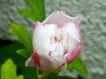 szk080917 003.01.jpg