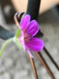 szk080923 014.01.jpg