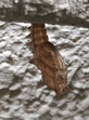 szk080925 001.01.jpg