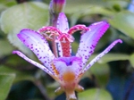 szk080927 013.01.jpg
