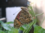 szk081015 002.01.jpg
