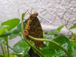 szk081015 005.01.jpg