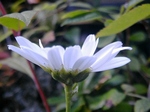 szk081016 004.01.jpg