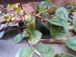 szk081016 017.01.jpg