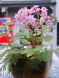 szk081025 001.01.jpg