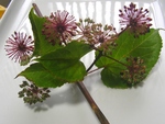 szk081026 007.01.jpg