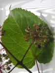 szk081026 008.01.jpg