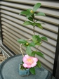 szk081028 001.01.jpg