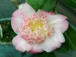 szk081028 002.01.jpg
