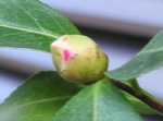 szk081028 004.01.jpg