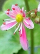 szk081028 009.01.jpg