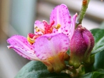 szk081028 027.01.jpg