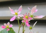 szk081029 026.03.jpg