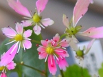 szk081029 027.01.jpg